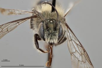 Media type: image;   Entomology 795047 Aspect: head frontal view